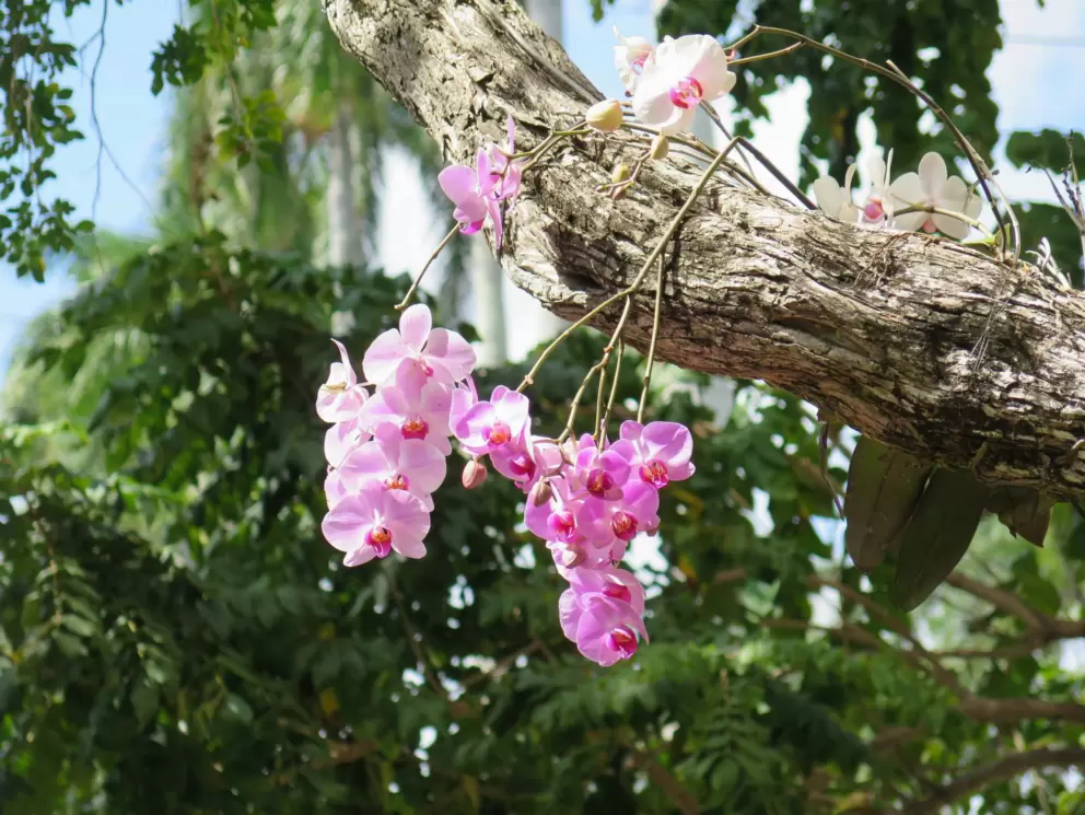Orchids hanging from a tree near the entrance.