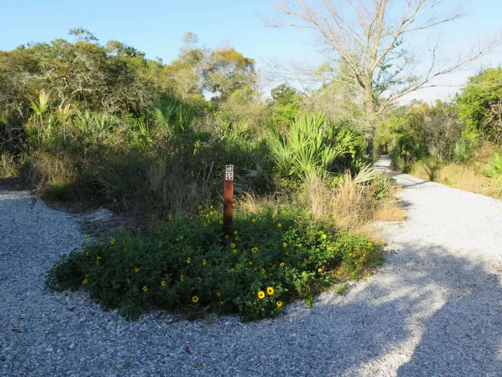 Yellow wildflowers at the beginning of the trail.
