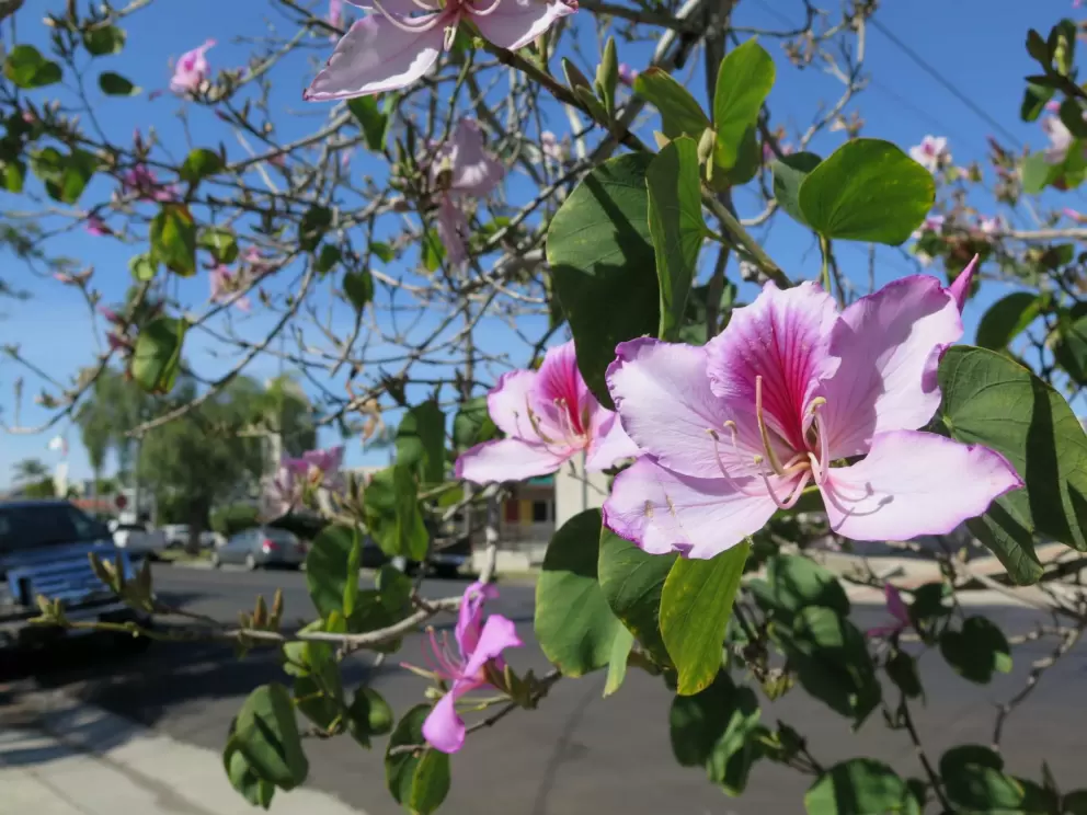 Flowering tree on Fifth Street.