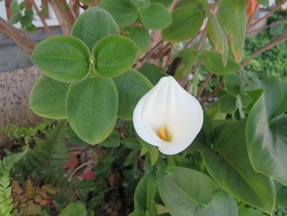 Furry leaves and sweet flower. 