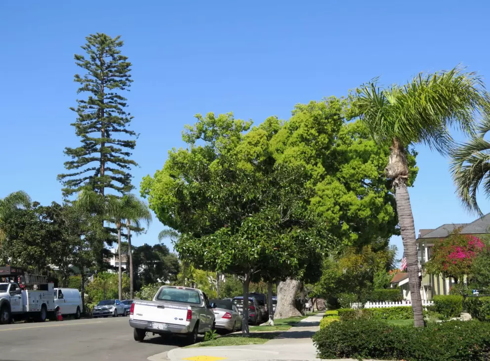 There are a wide variety of trees on Coronado Island.