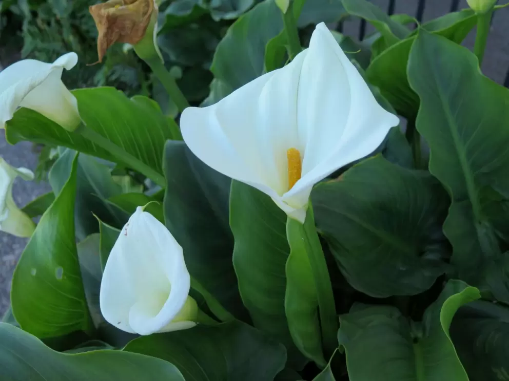 Flowers along the path.