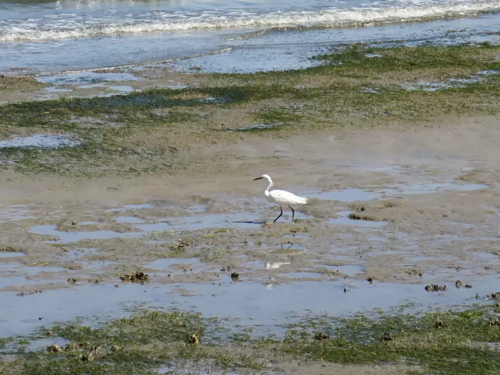 A snowy egret.