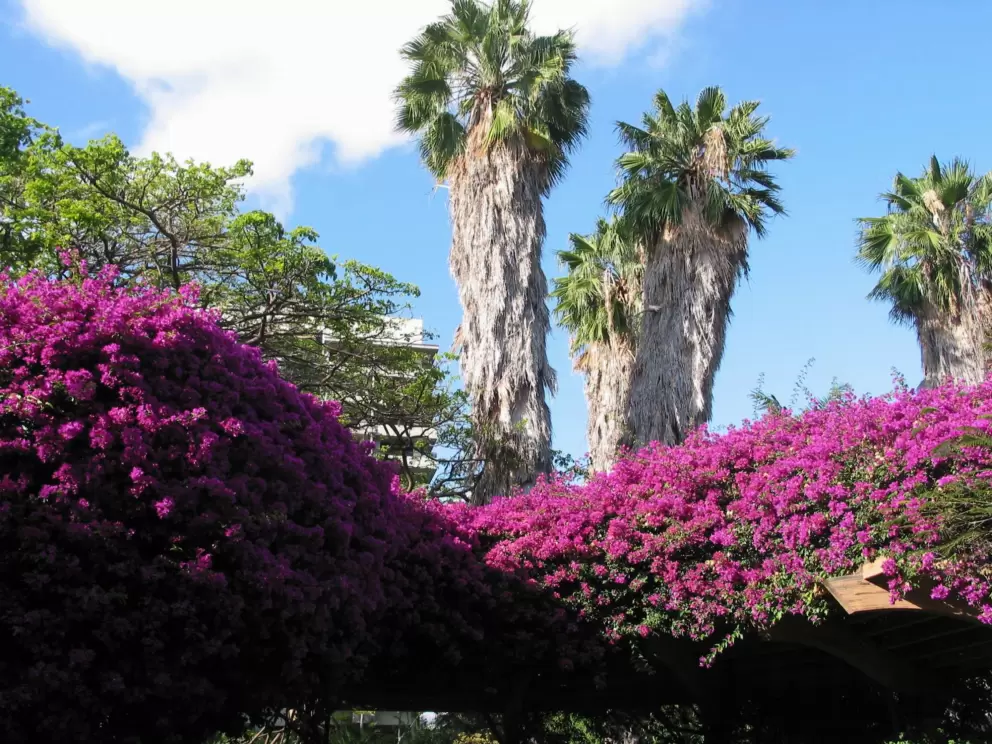 Amazing purple bougainvillea and California palms, on the Hale Koa grounds.