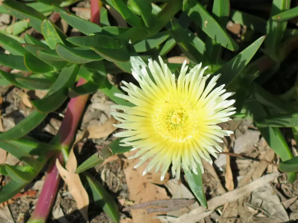 Yellow ice plant along the path.