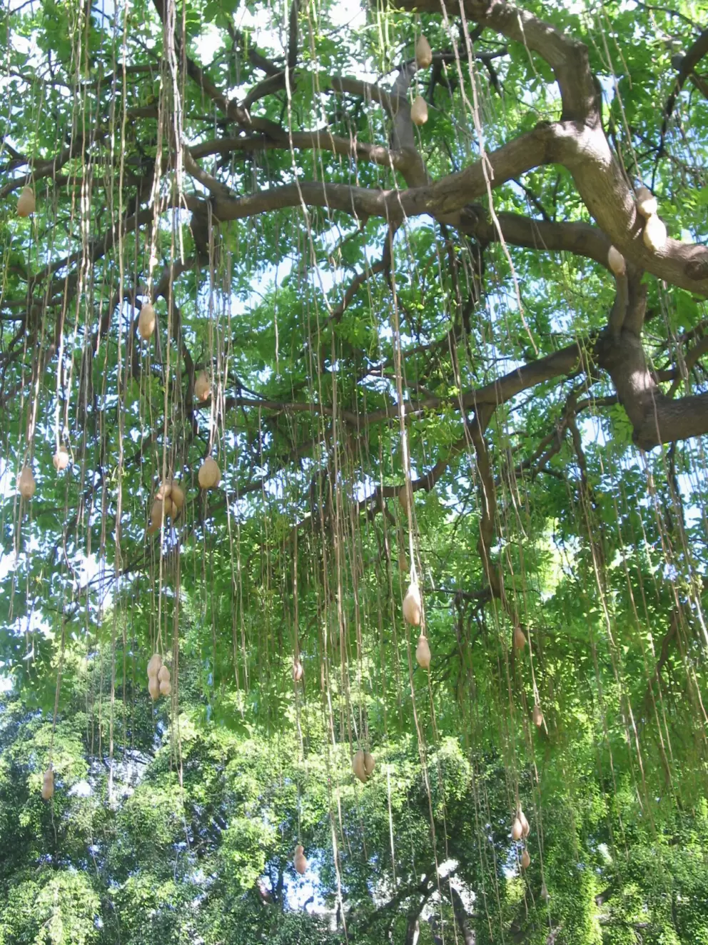 Sausage Tree on the grounds of the Hale Koa Hotel, near the Army Museum.