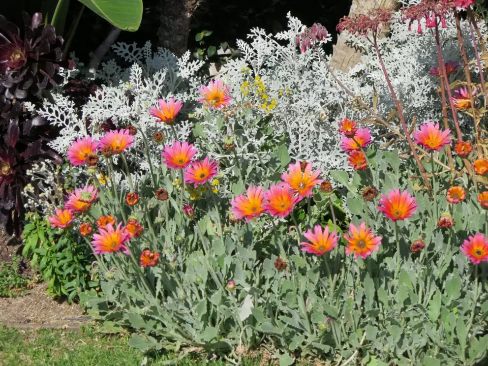 Flowers on Orange Ave.