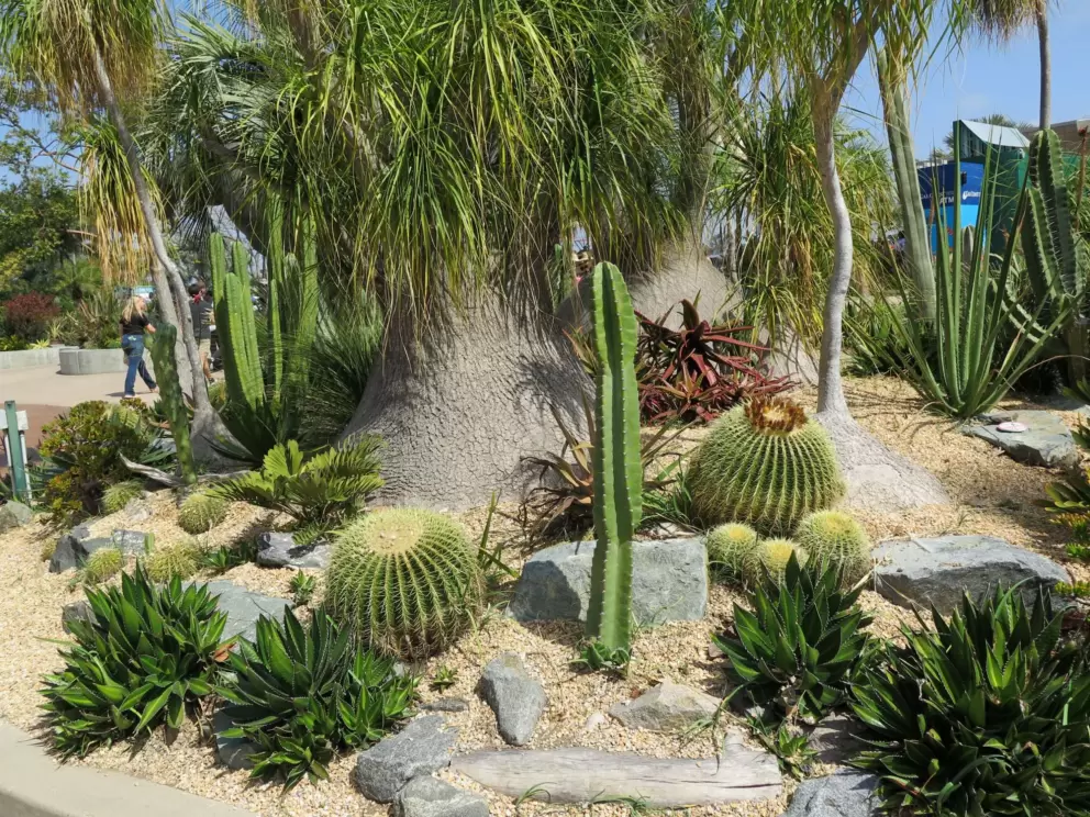 Cactus garden outside the zoo.
