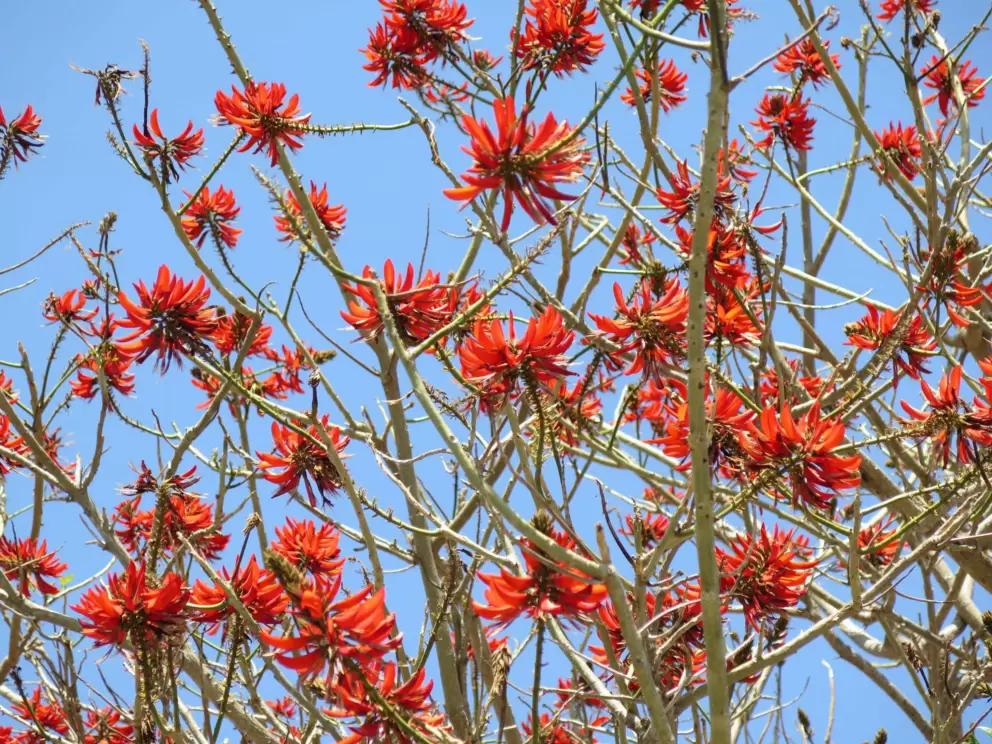 Red blossoming tree in the parking lot, in March.
