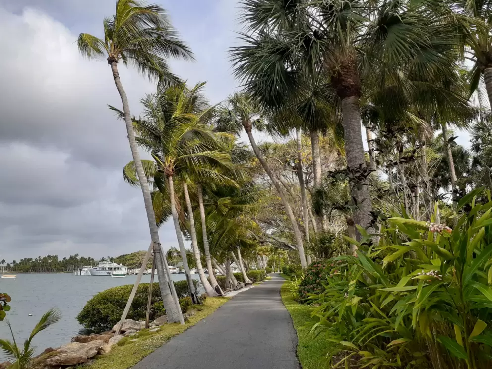 Stormy day and rustling palms on the Ramble.