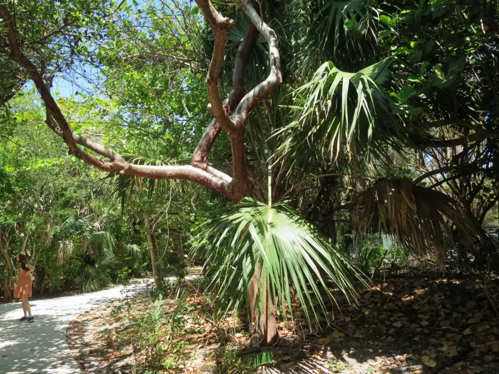 Pandanas tree. 