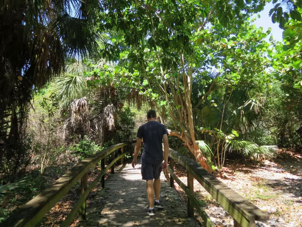 The wooden boardwalk.