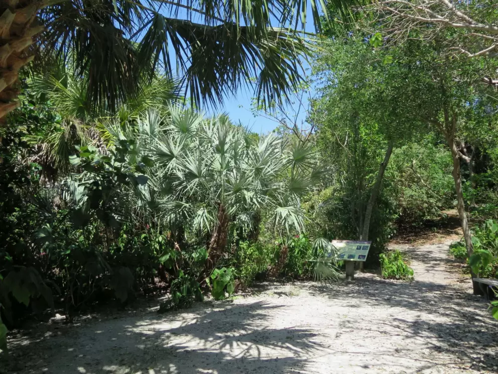 Silvery palmetto.