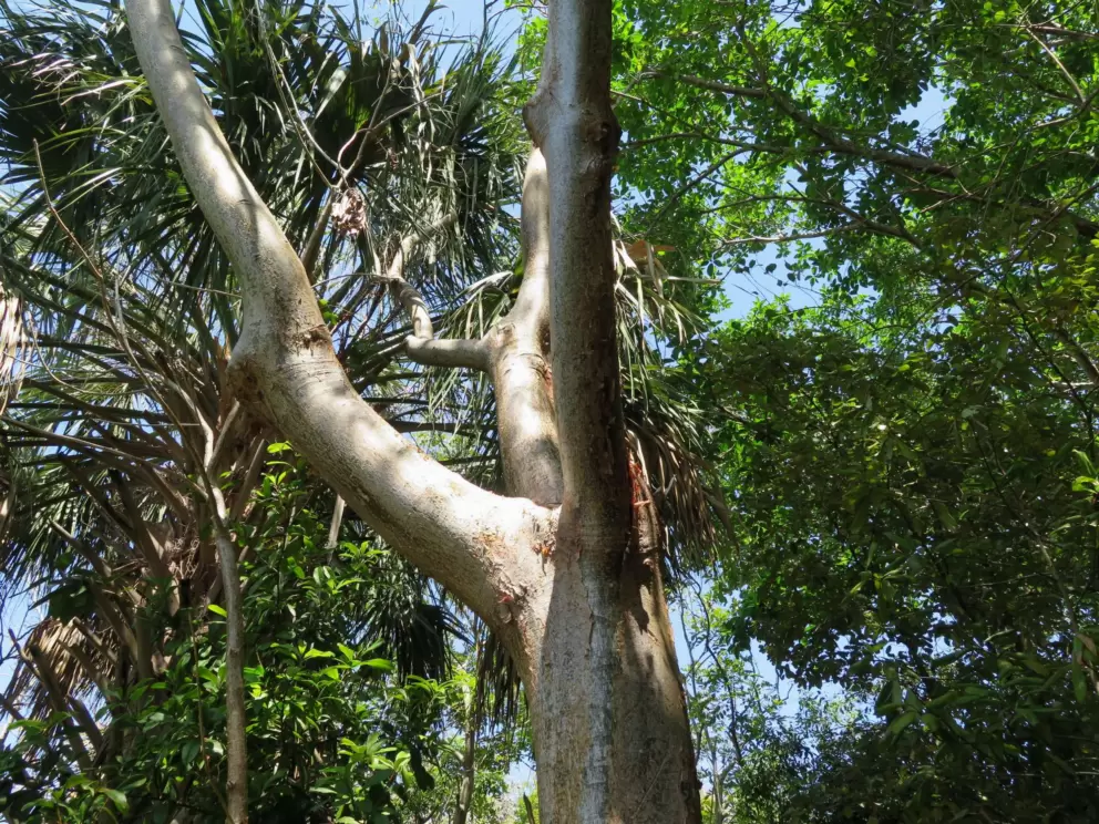Gumbo limbo tree.