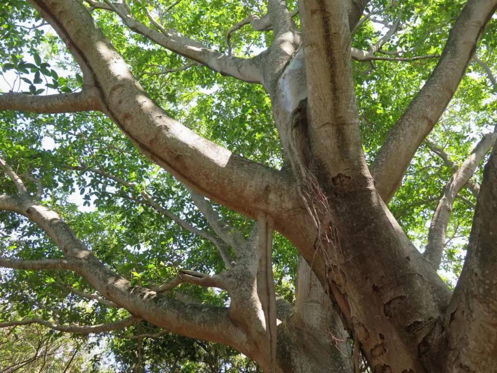 Banyan tree.