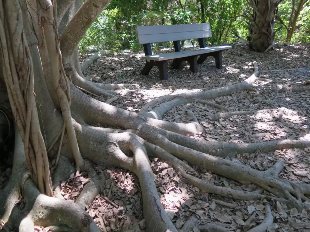The roots of the banyan.