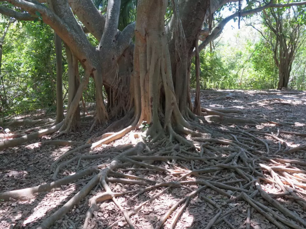 Spaghetti roots of the banyan tree!