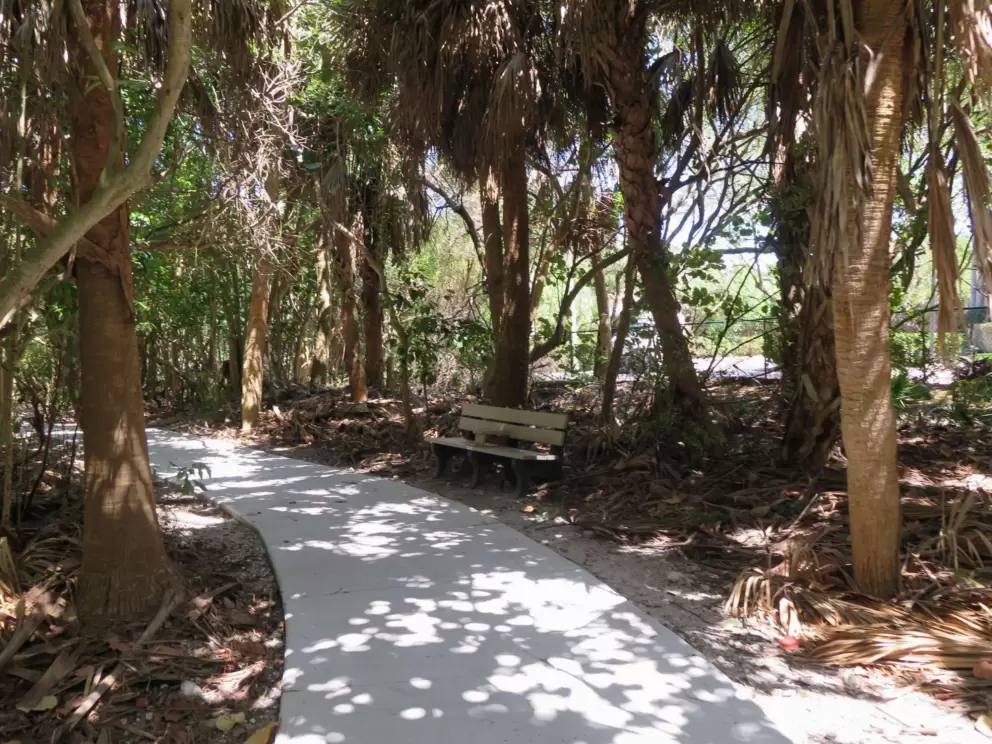 Shady bench in the forest.
