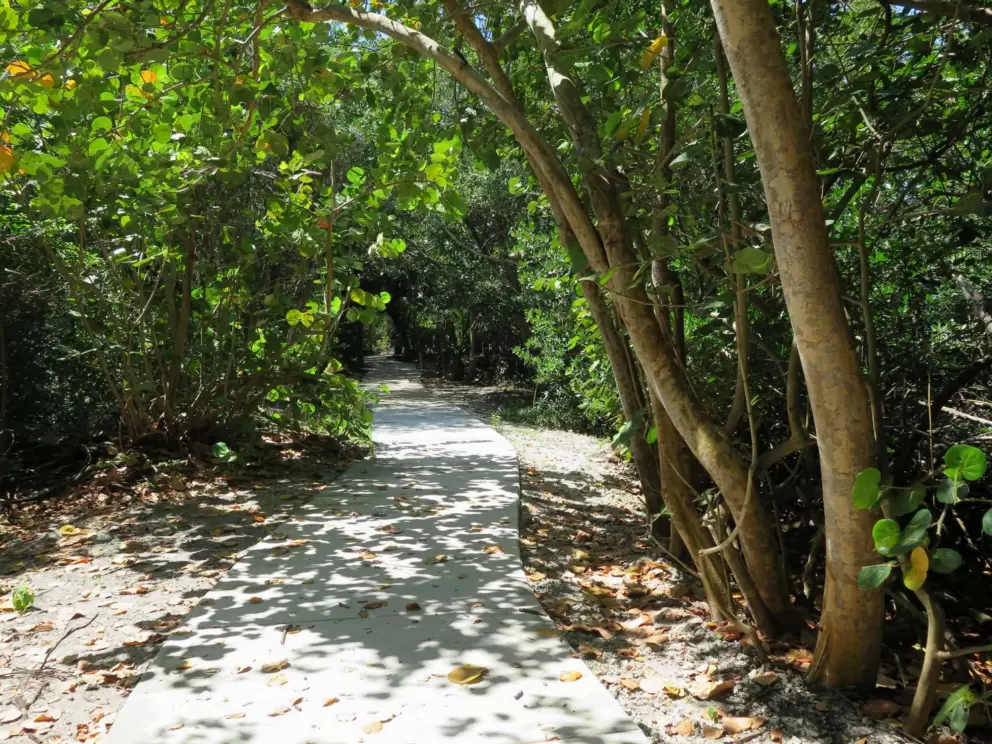 The path dappled in light.