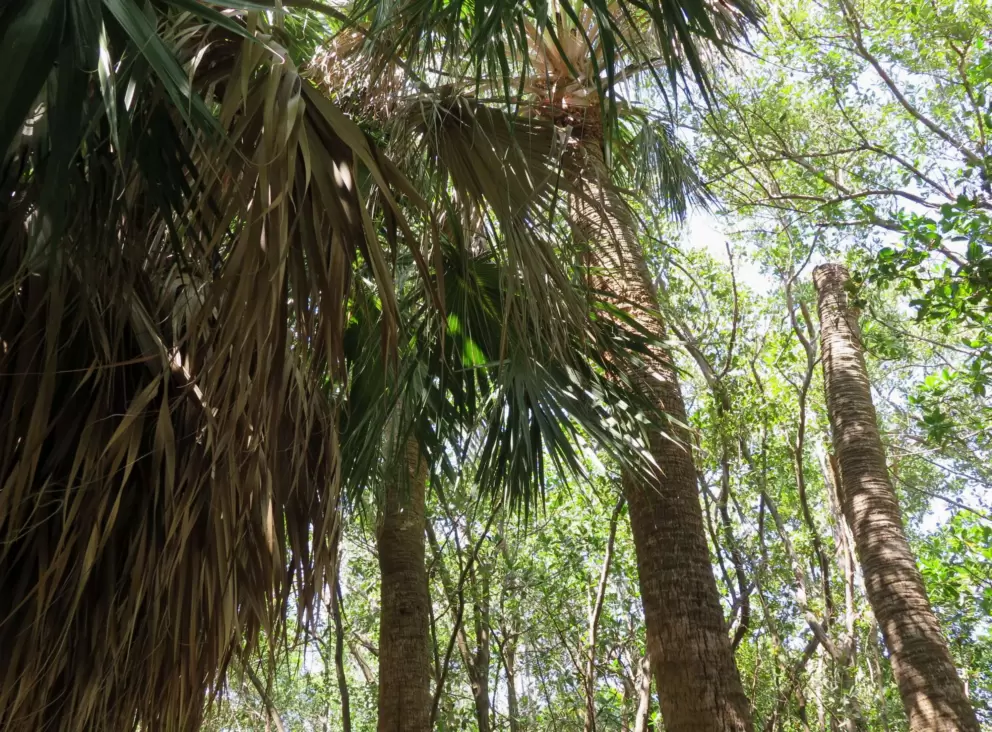 Looking up at the palms.