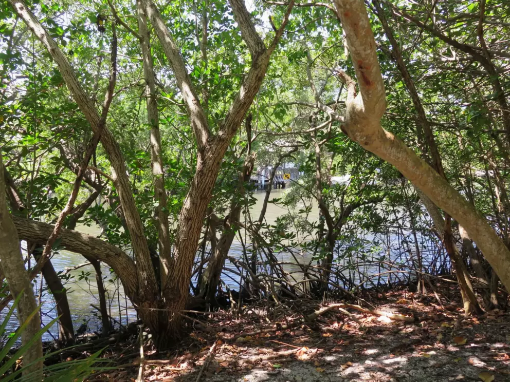 See the intracoastal through the trees.