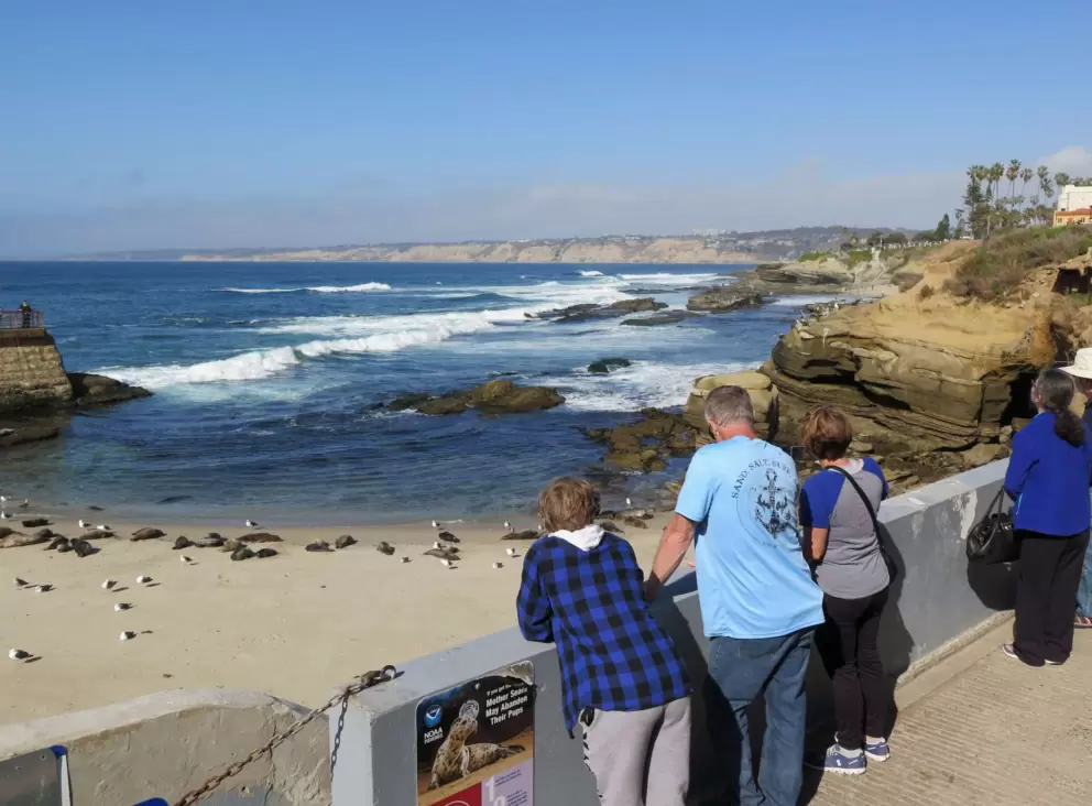 Tourists watch the seals from above.