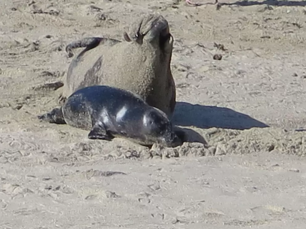 A  baby seal behind its mother.