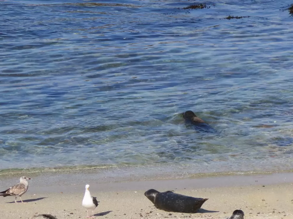 A baby seal heads to the water.