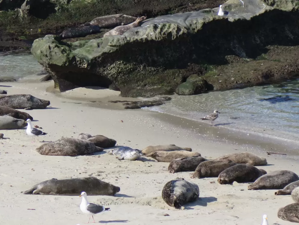 Rocks along the shore by the seals.