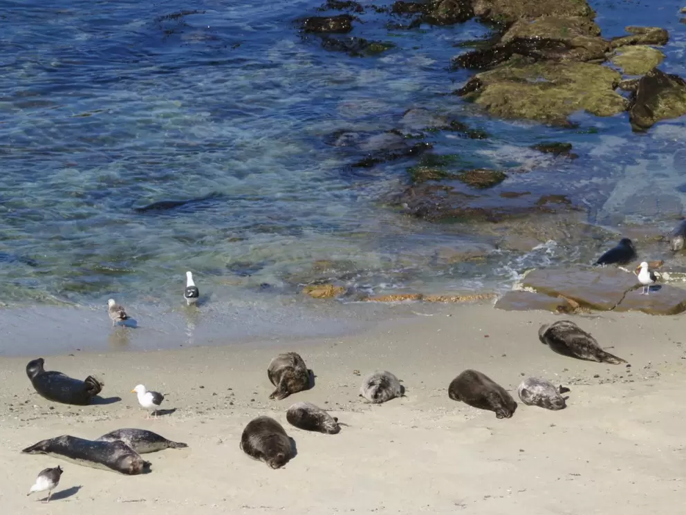 An idyliic spot for baby seals.