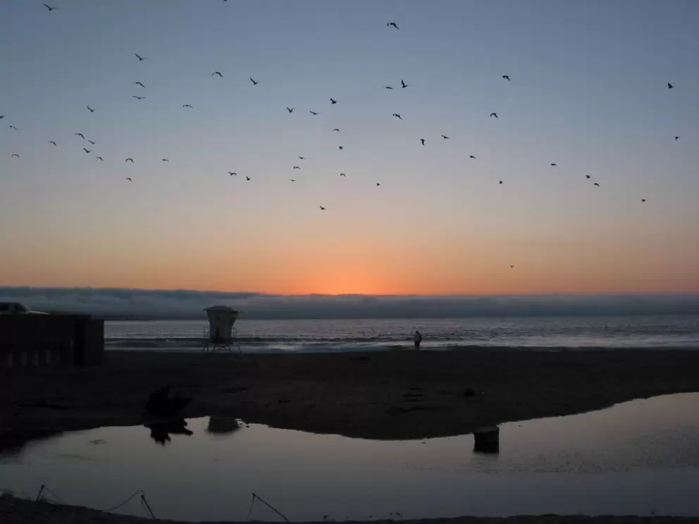 Birds making formations in the sky, at sunset.
