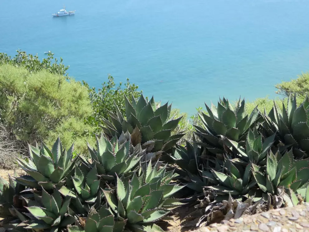 Amazing colors of cactus and water.