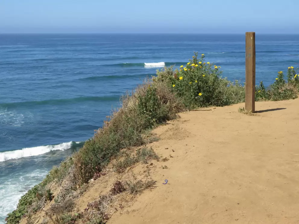 Beautiful wave breaking behind yellow daisies.
