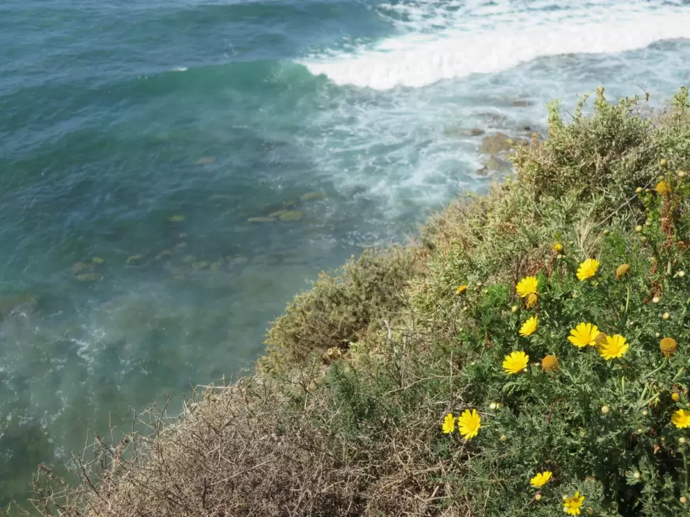 Yellow daisies on a cliff over the clear water.
