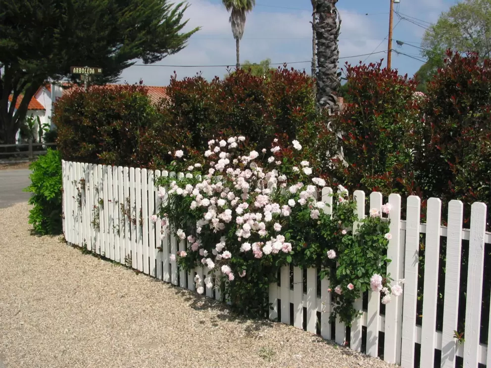 Flowers along the path.