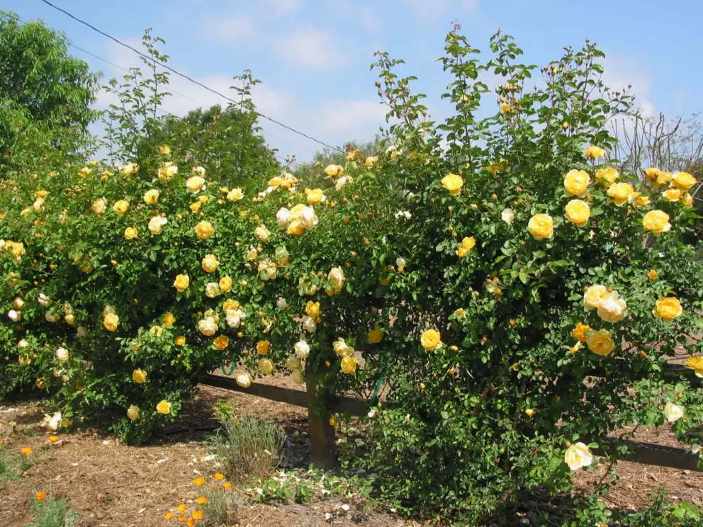 Roses along the path.
