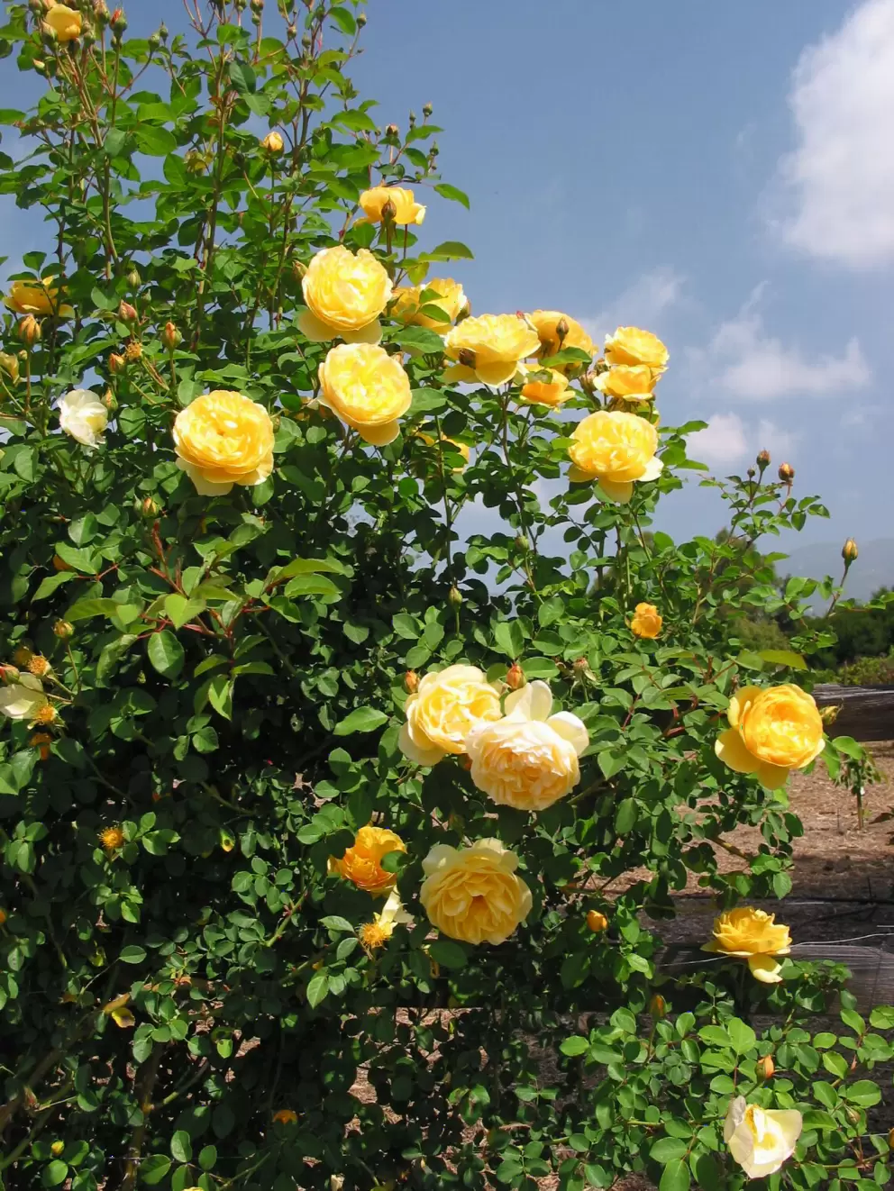 Yellow roses! 