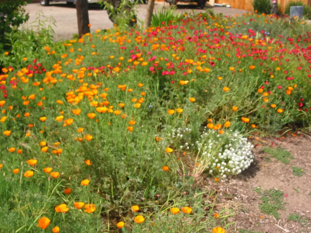 Poppies in April!