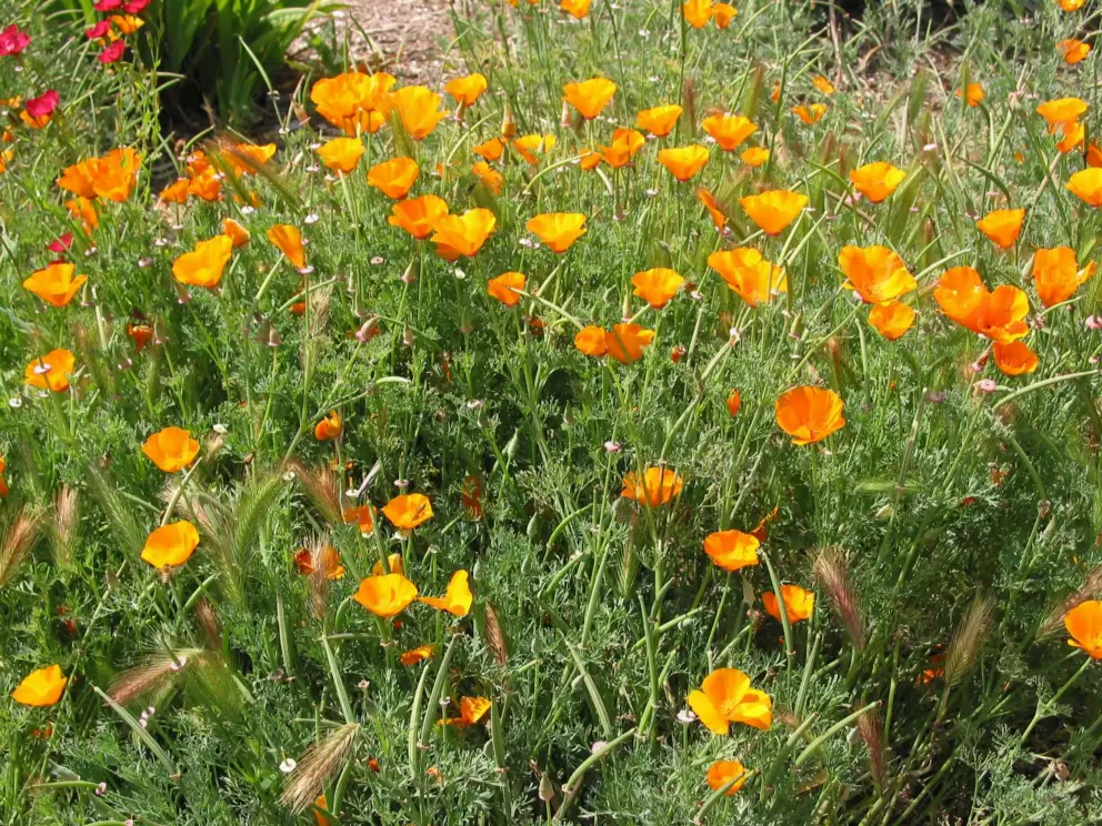 Poppies along that path.