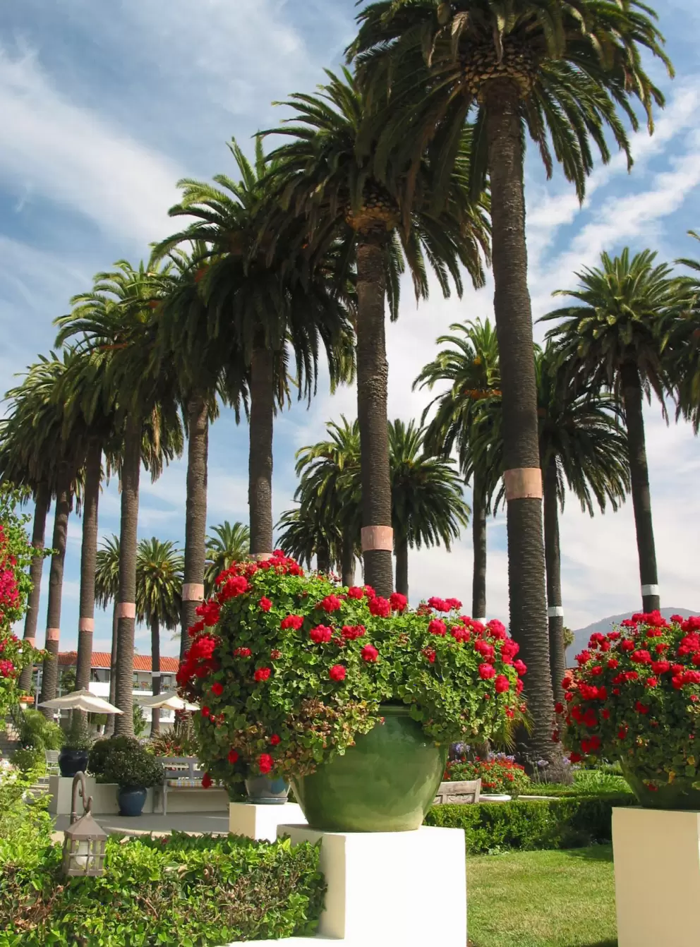 Canary palms.
