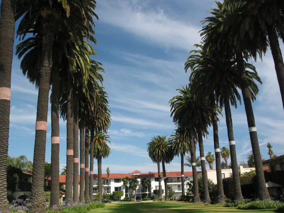 Rows of palms. 