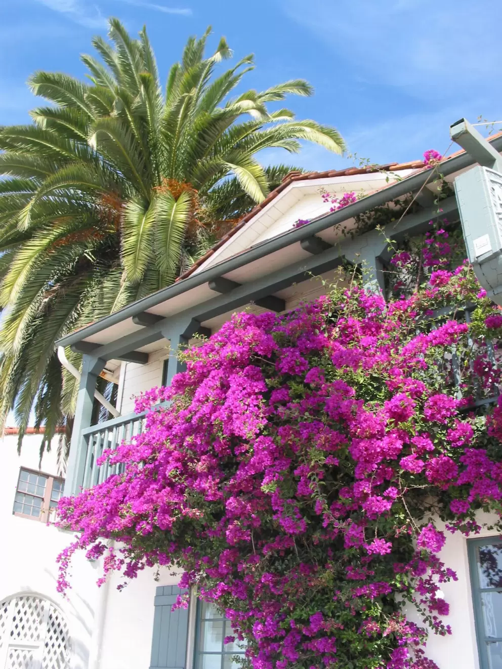 Purple bougainvillea outside Ala Mar Hotel. 