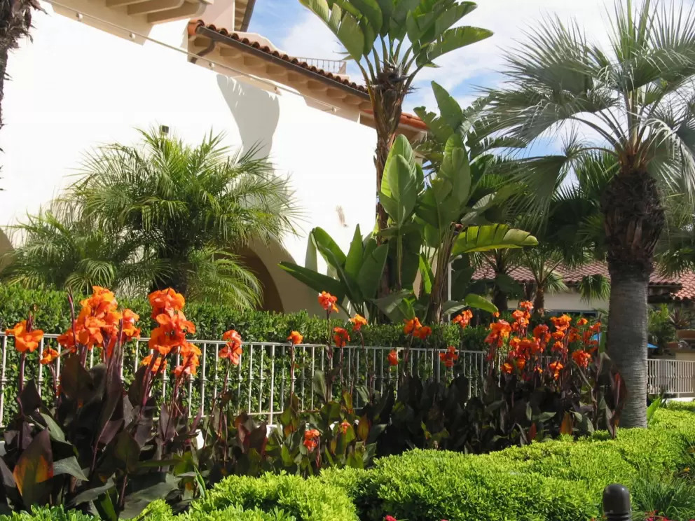 Banana trees and flowers. 