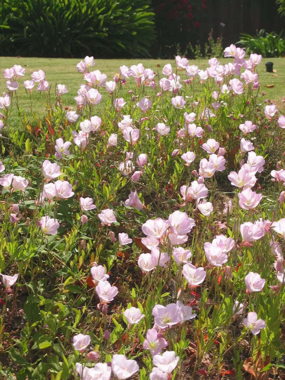Pink poppies in May!