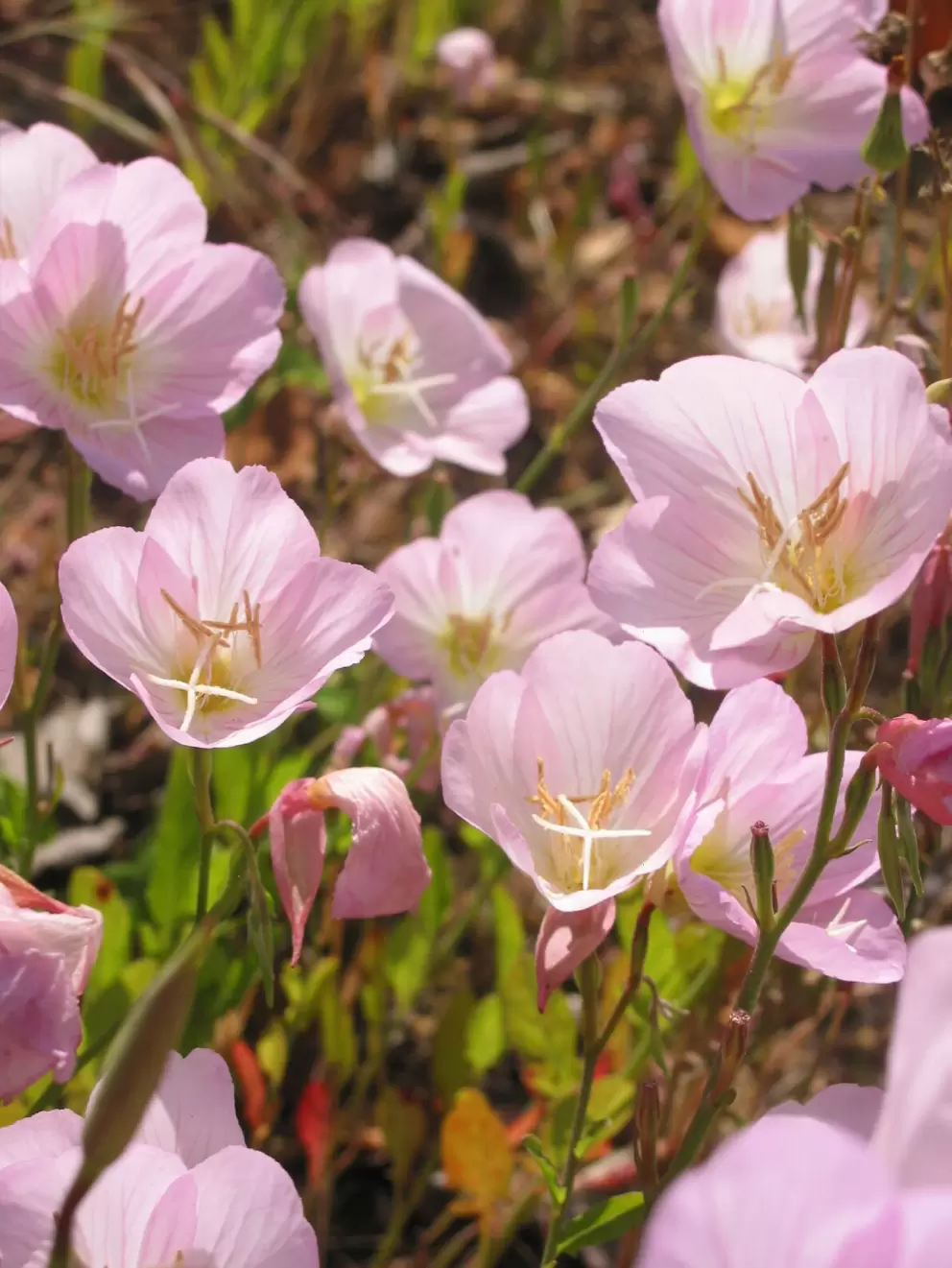 Pink poppies!