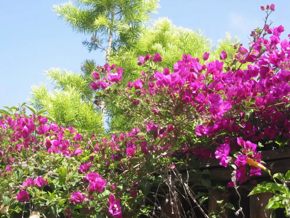 Purple bougainvillea.