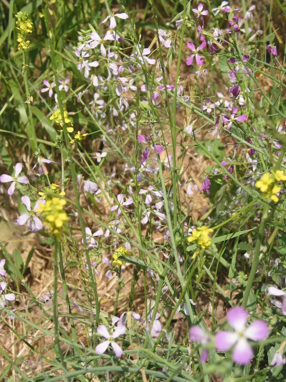 Wildflowers along the creek.