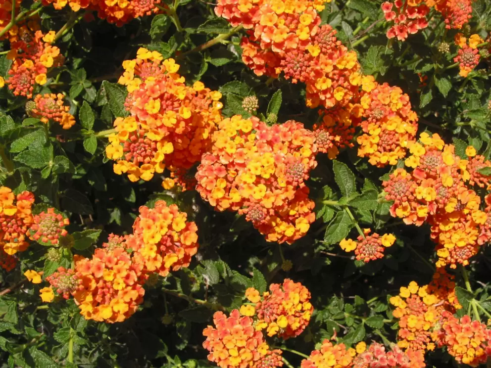 Lantana in fiery orange.