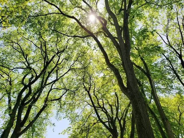 New leaves on the trees in May. Photo by @lynne.inspirations.
