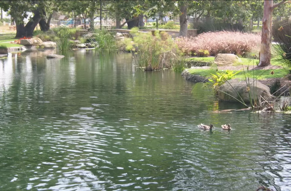 Ducks in the pond.